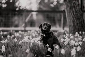 dog in the daffodils