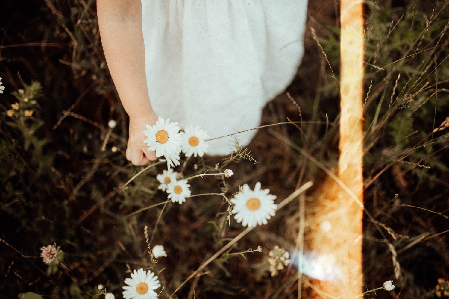 Little girl touching daisies