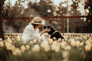 Woman looking at dog in field of daffodils