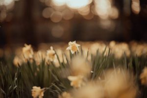 daffodils at sunset