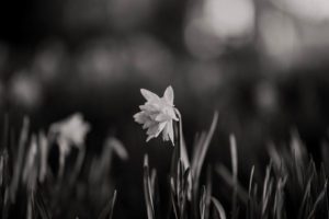 black and white daffodil
