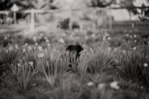 Black lab peeking through daffodils