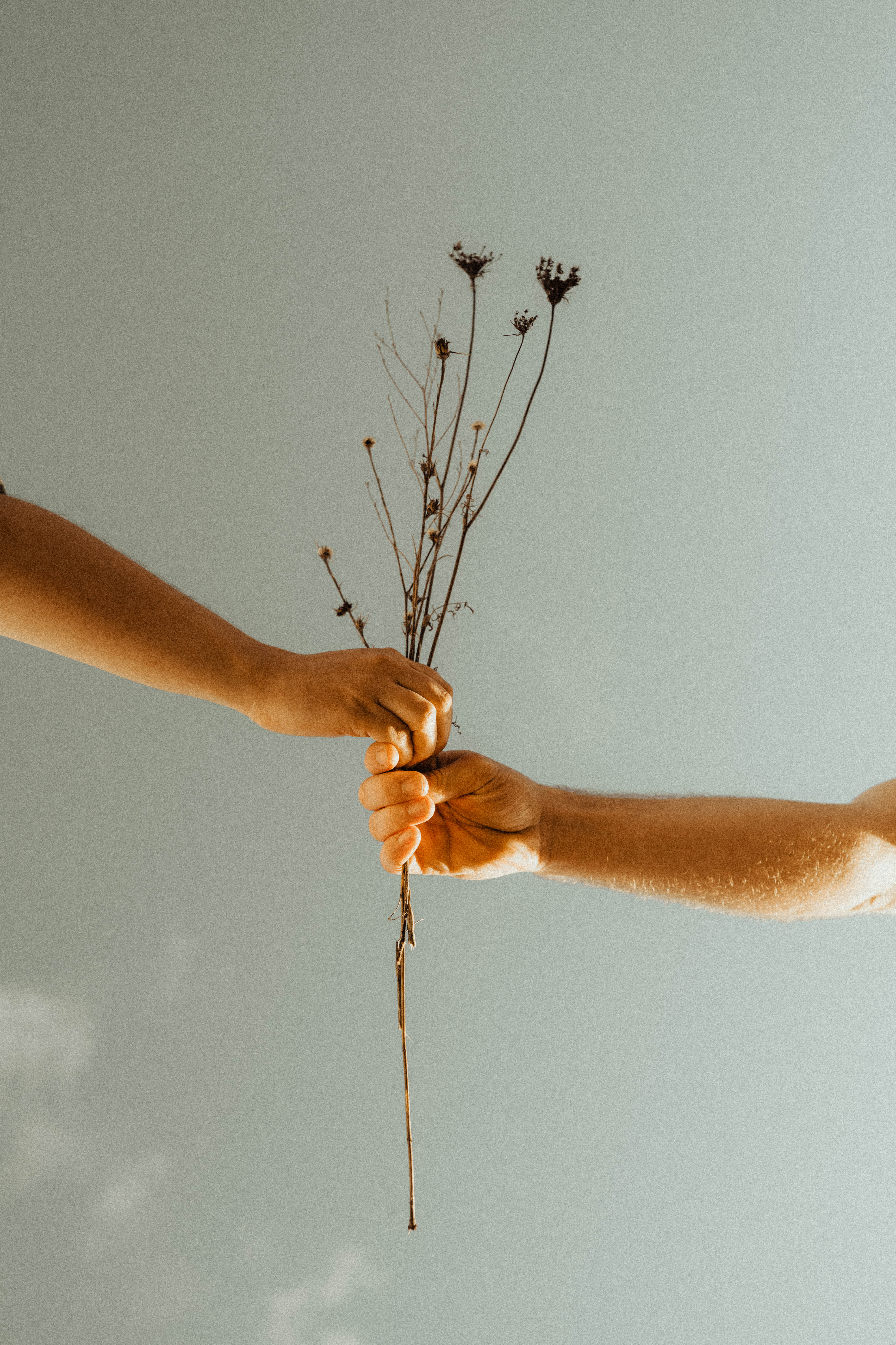Two people holding dried flowers